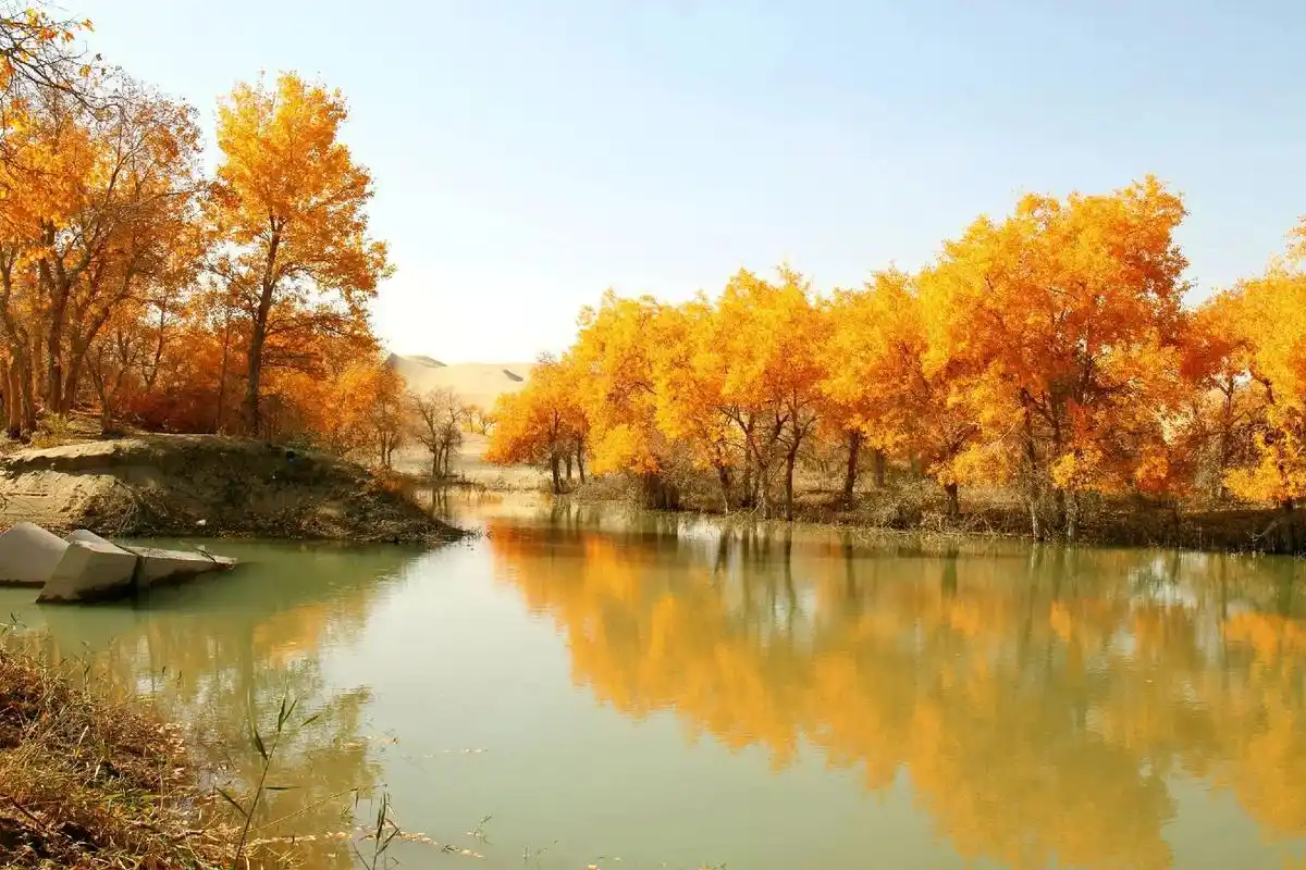 大漠胡杨林美景 ,这就是我们新疆 - 抖音