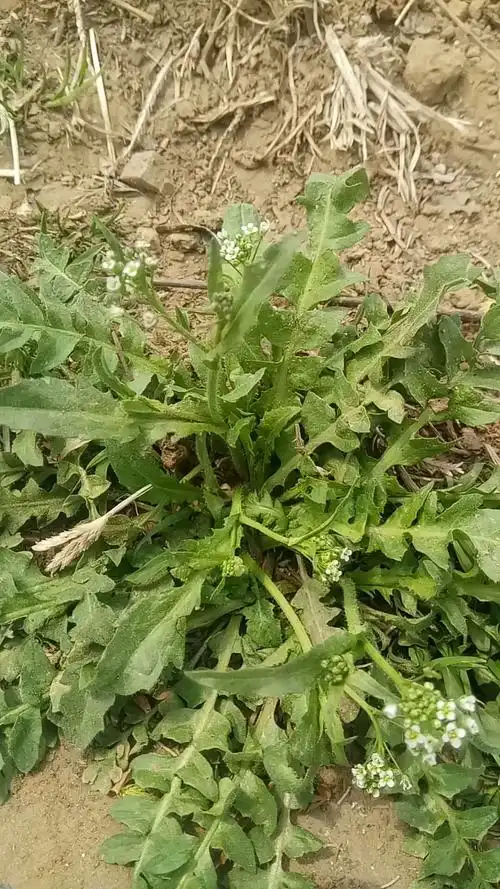 荠菜能够促进消化,降低血压,预防癌症等作用.