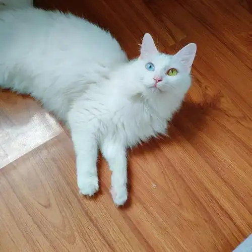 家养长毛狮子猫已去新家了