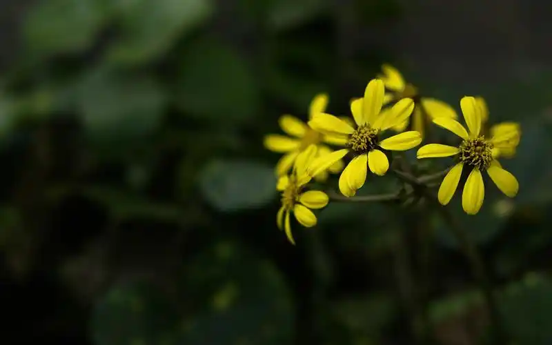 光圈与景深的碰撞 初学者进阶必修课程