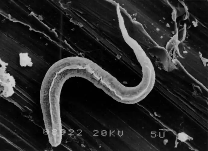 绕虫是什么样子