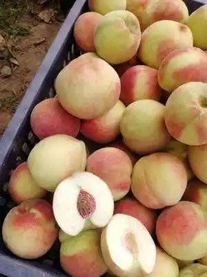 北京14号桃 离核桃