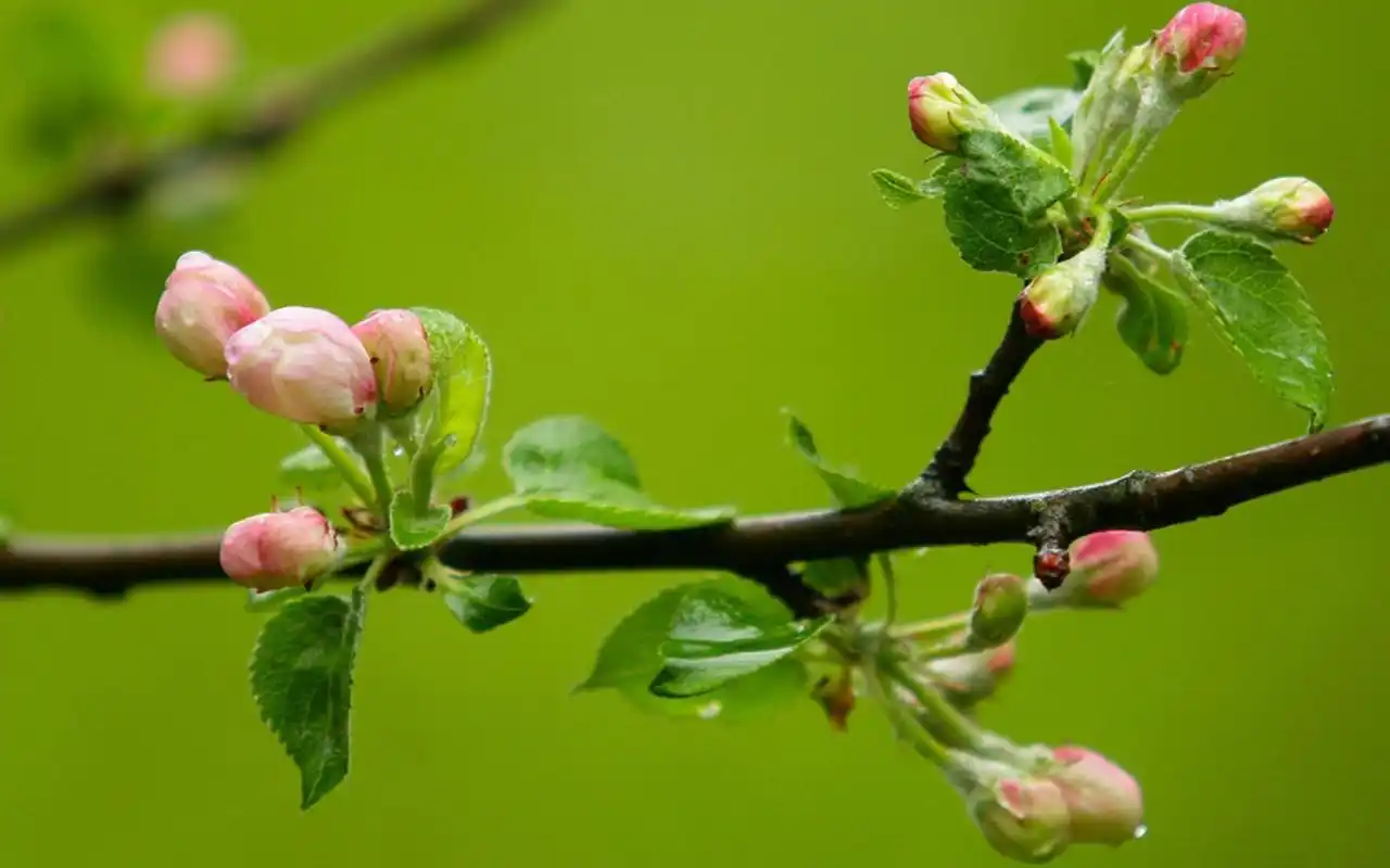 含苞待放的花蕾小清新植物高清壁纸