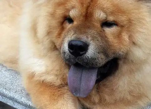 松狮的舌头是什么颜色的