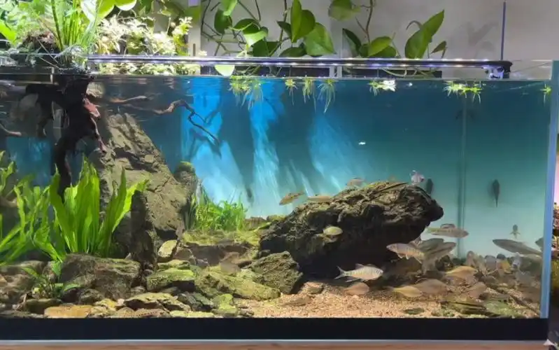 1米原生缸整理,平淡无奇而耐看的鱼缸造景