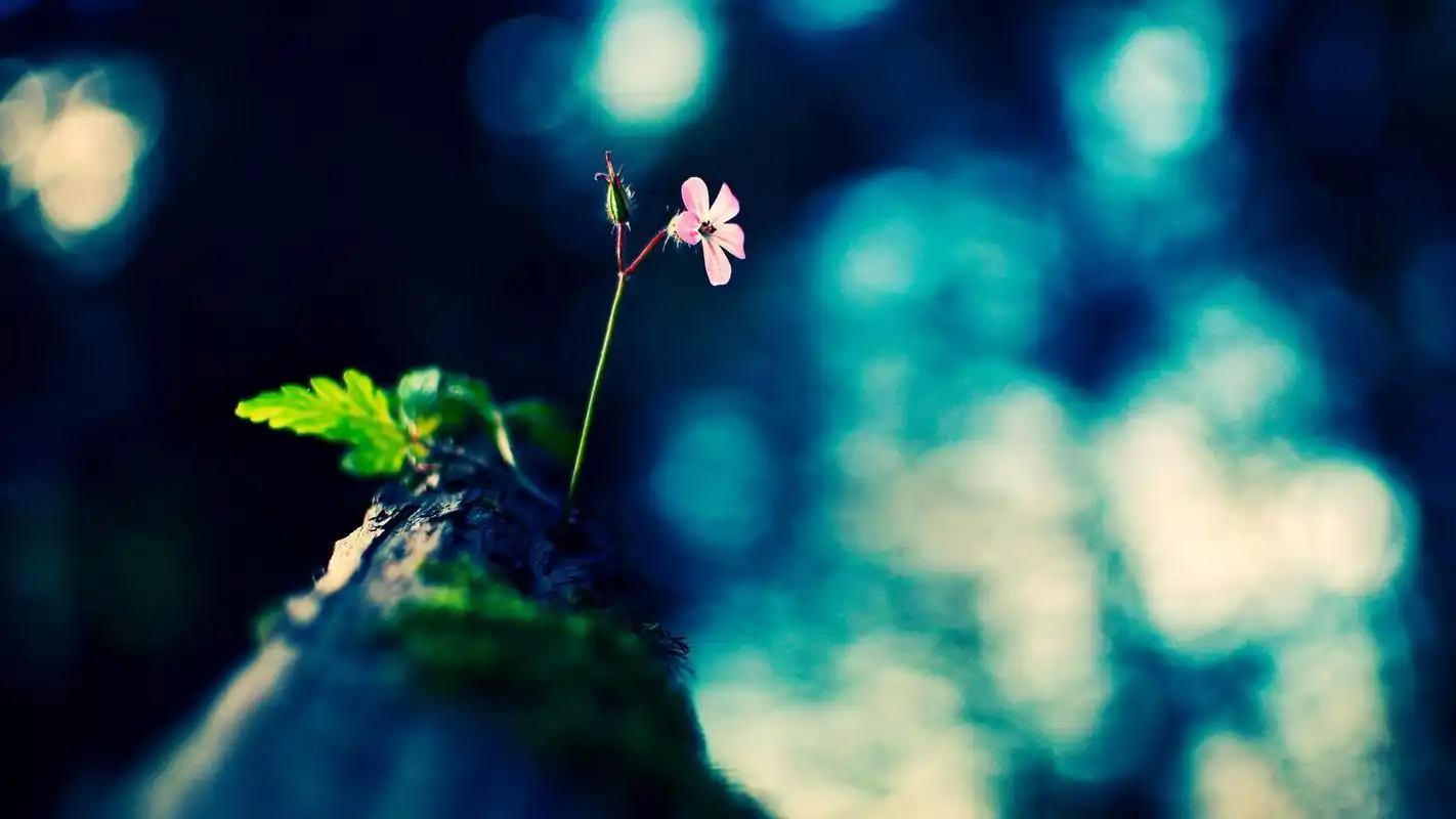 唯美意境花卉图片电脑壁纸