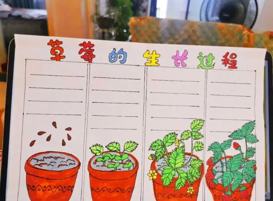 草莓 #草莓的生长萌发期 #植物的成长过程 #草莓是如何生长档