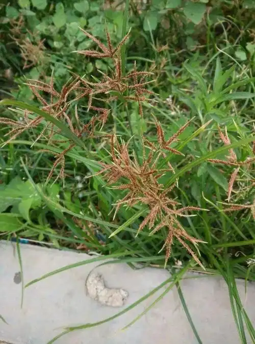 杂草图册26种阔叶杂草11种尖叶杂草