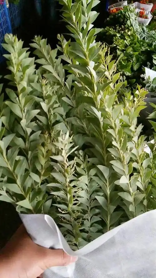 lcx三角尤加利易开花2