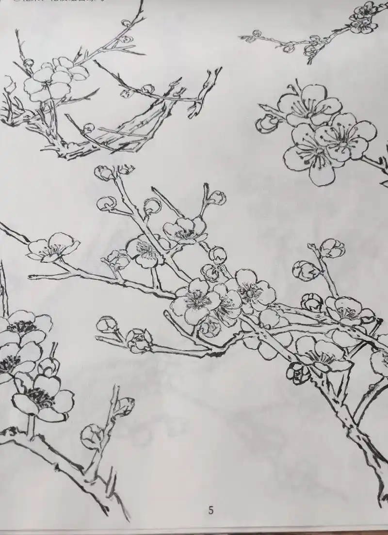 黑白线素描学画 梅花#静心养性 #水墨人生 - 抖音