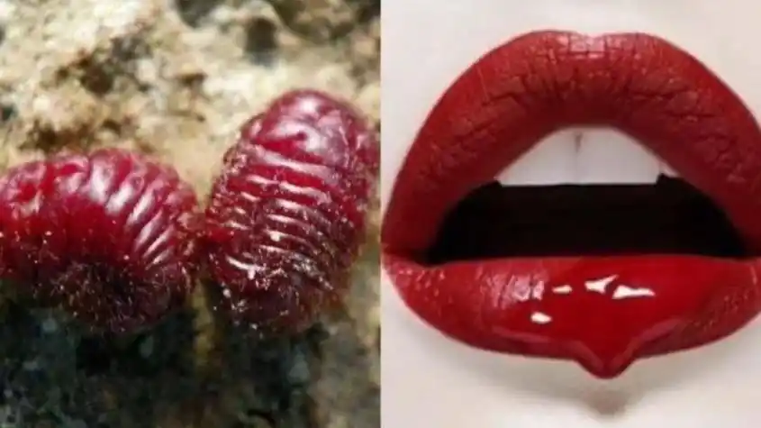 好的口红是虫子做的吗