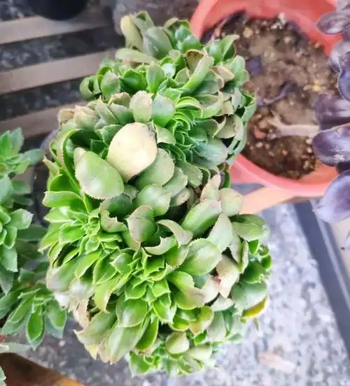 小叶香炉盘缀化又叫阿道夫缀化,青龙法师