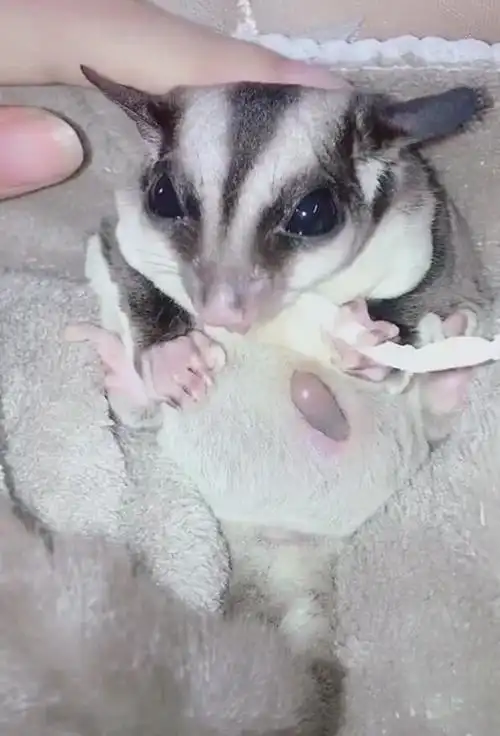 小宝宝怎么样都不愿意出来,主人在一旁安慰这只蜜袋鼯,宝宝即将要出来