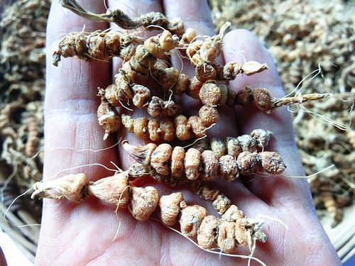 贵州野生苗药算盘子500g包邮 中草药材珍珠草九籽连环珠串珠干货