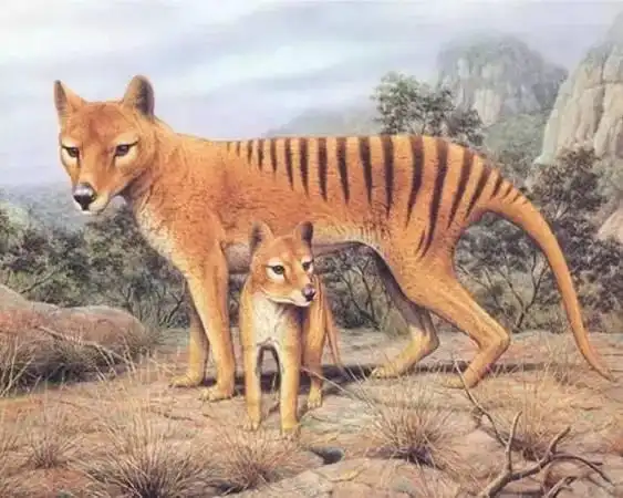 不过,那时的袋狼祖先体型还比较小,经过了上千万年的