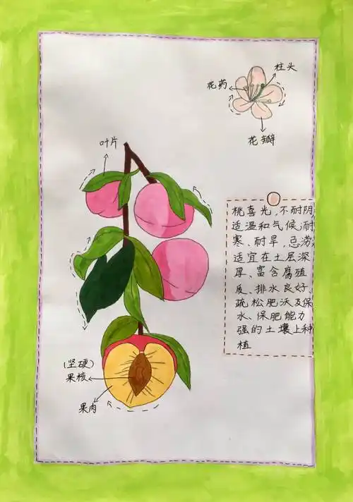做个乐学的"自然科学爱好者"—濮阳市油田第一小学暑期"我的植物画报"