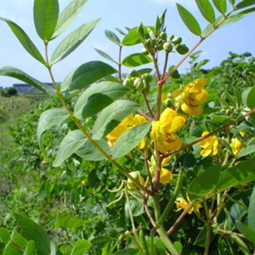 蛇灭门苗驱蛇防蛇望江南 野决明 带泥土发货叶子可食用