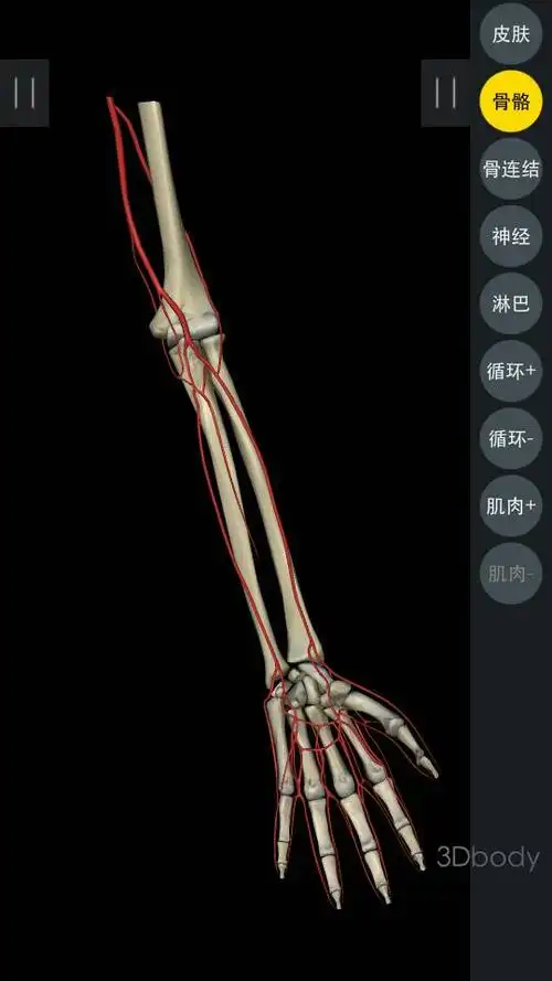 手腕上的动脉具体在什么地方