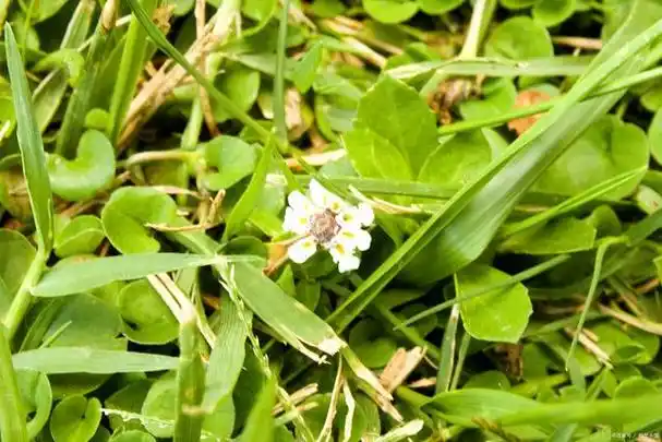 俗名"满天星",又被老人称为"止痒克星",农村人基本都认识它