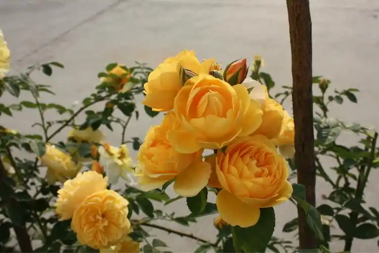 欧洲月季 欧月 格雷厄姆托马斯 藤本月季 庭院南北阳台花卉耐阴