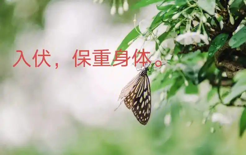 入伏保重身体