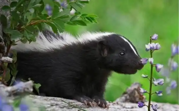5-6.5千克.它们的毛色主要是黑色和白色,有些品种还有棕色或灰色