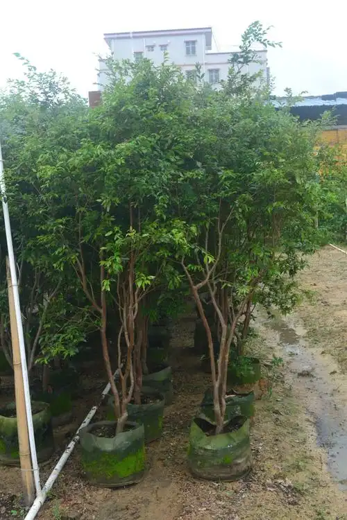 批发正宗台湾嘉宝果 树葡萄苗 树葡萄果树苗 嘉宝果苗 苗场实拍图