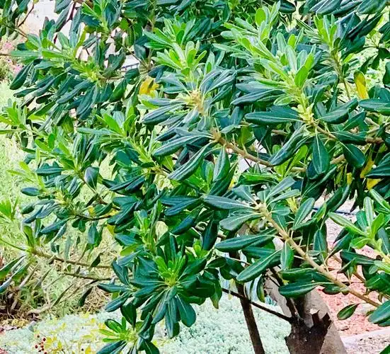 四季常青树方圆七里香请记得我海桐树