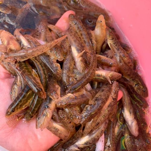 河源小整箱新鲜小河鱼野生无盐速冻山坑鱼趴地虎淡水休闲干红鲜活