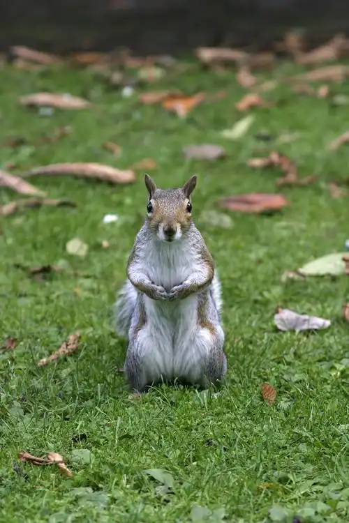 小松鼠特写图片下载