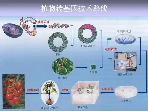 植物转基因ppt