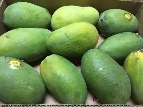 (实惠)巴基斯坦芒果丨从青涩到甜糯,包裹着清爽夏风