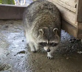 猞狸又名头发浣熊akaprocyonlotor在动物园里群背景