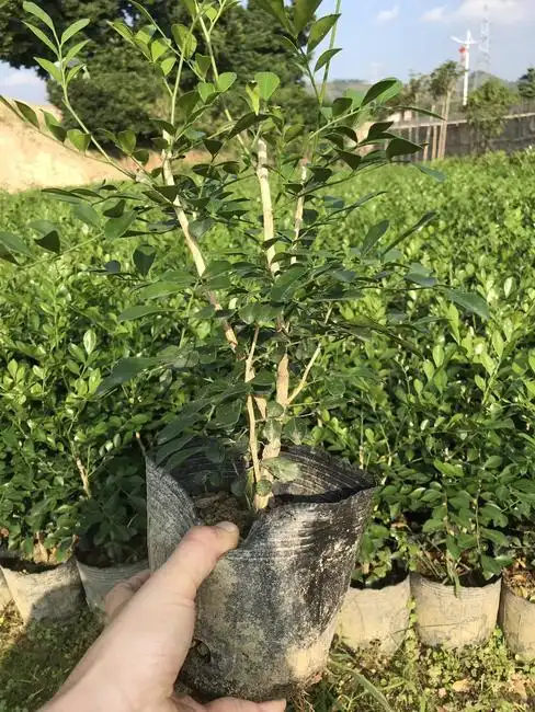 小叶九里香 营养杯苗