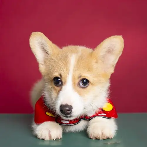 萌宠到家新款威尔士纯种柯基黄白双色三色小型狗狗