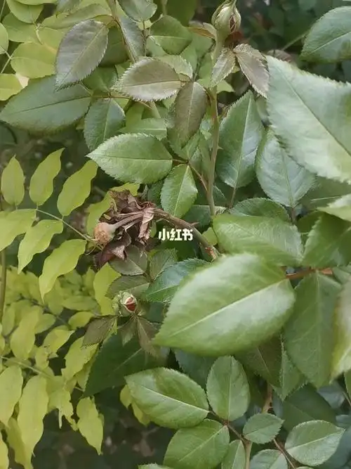 夏日警惕月季茎蜂