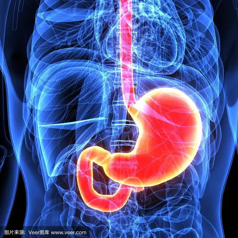 人体胃解剖三维示意图