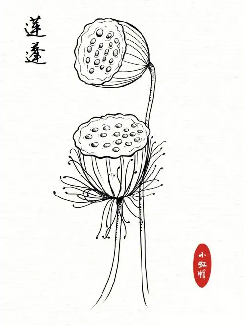 线描练习|花卉线稿|莲蓬(附过程)