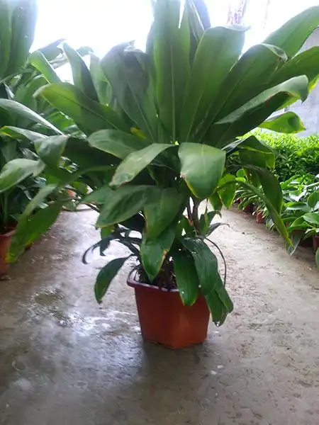 大叶青铁(盆装)