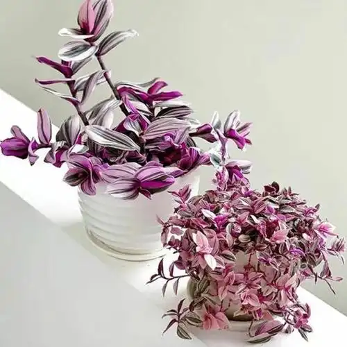 婚礼油画吊兰 花中维纳斯 网红植物仙气十足