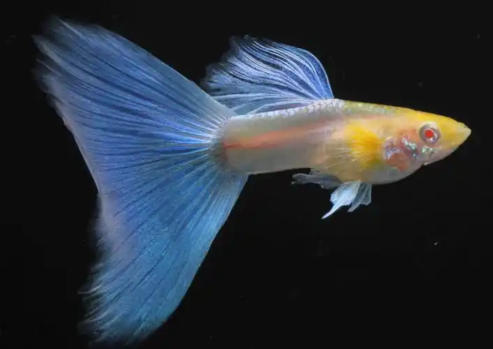 孔雀鱼的几种发病原因及发病征兆