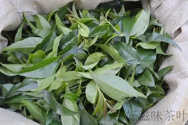 贵州大叶苦丁茶土特产新货小叶苦丁茶茶叶女贞叶毛冬青半斤装250g半斤