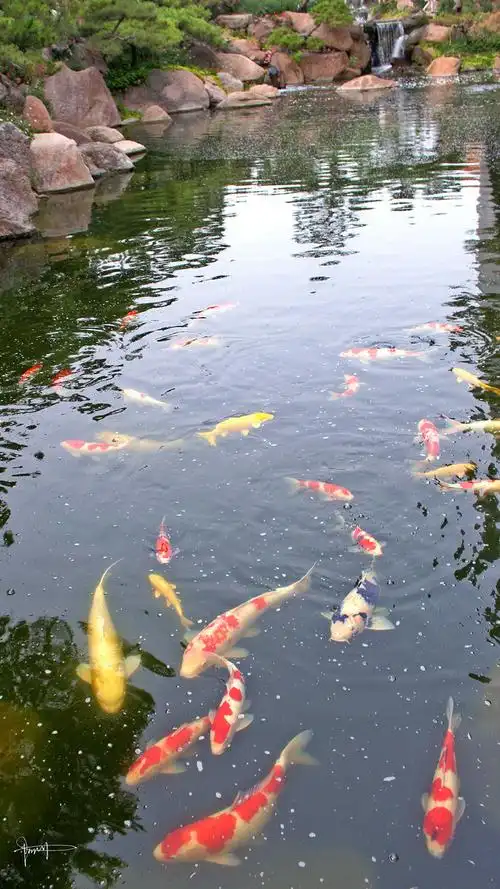 鱼在水中游我在岸上拍噗呲噗呲一群饿疯了的鱼群