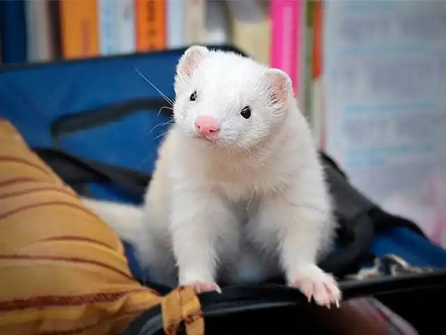 雪白色的宠物貂640×480可爱动物手机壁纸图片(7)