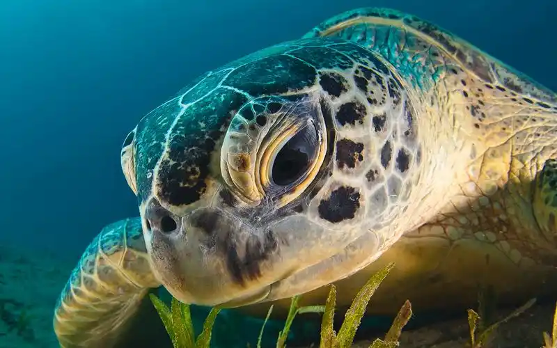 sea turtle