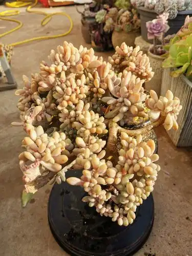 老公送的第一颗肉,醉美人缀化