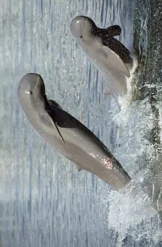 鲸目海豚科短吻海豚属伊河海豚