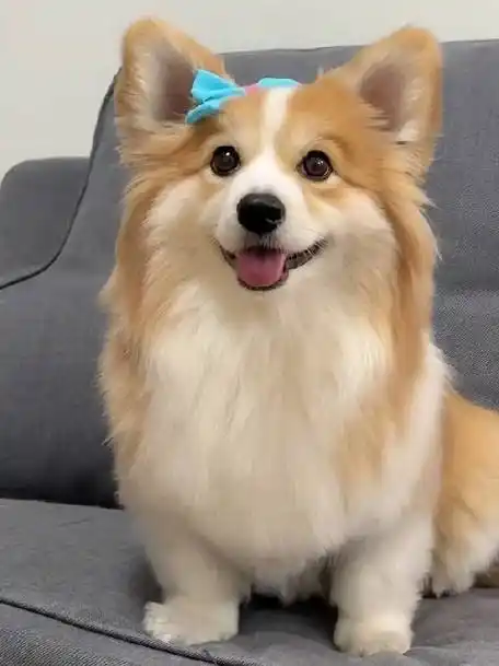 狗狗的眼睛里只有你,准确来说,是你手里的零食!