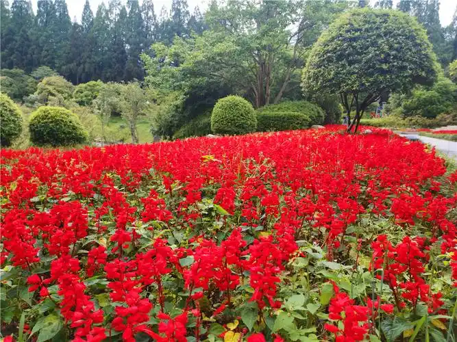 美丽吉安之井冈山茨坪挹翠湖公园一串红花开似锦光彩夺目