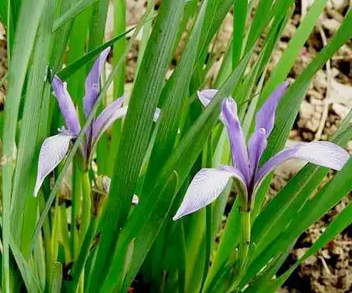 c/iiwewsis fisch,详"马蔺子"条.